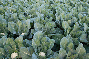 A field of cauliflower.