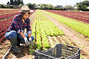 Hispanic woman working in a field.